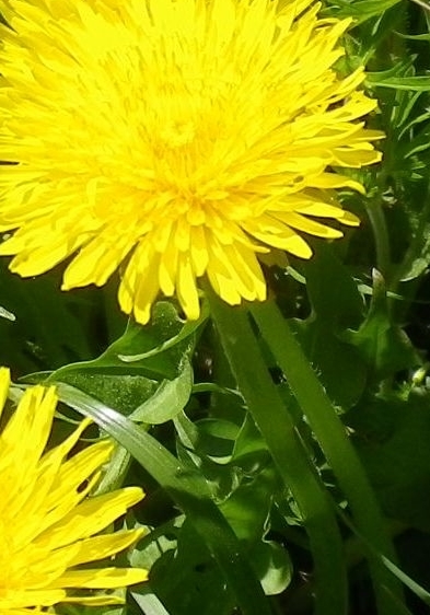 Taraxacum sp.